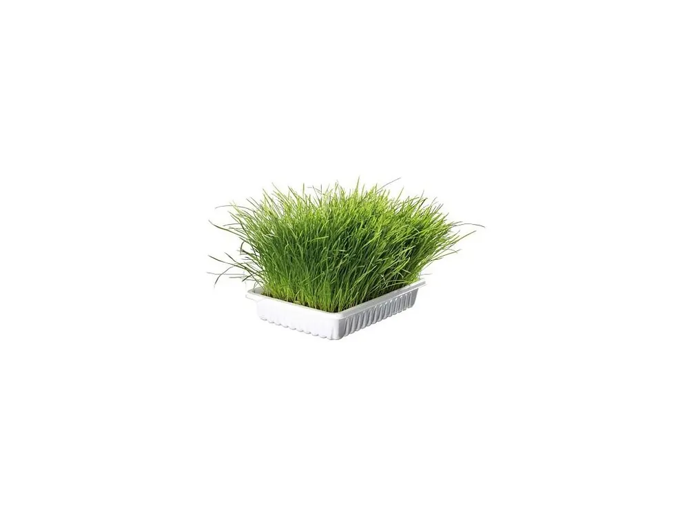 Jemná tráva pro kočku v misce TRIXIE 100 g Poslední Šance