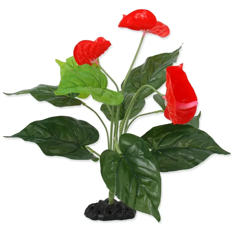 Repti Planet rostlina kvetoucí Anthurium 40 cm Výhodná Nabídka