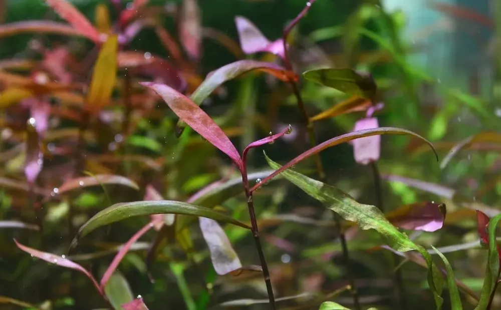 Nejprodávanější Persicaria sp. Sao Paulo