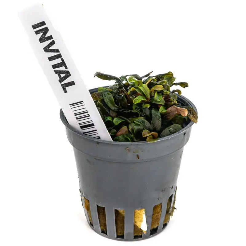 Bucephalandra Catarina (Košíček Ø 5,5 cm) - neúplný produkt Ihned K Objednání