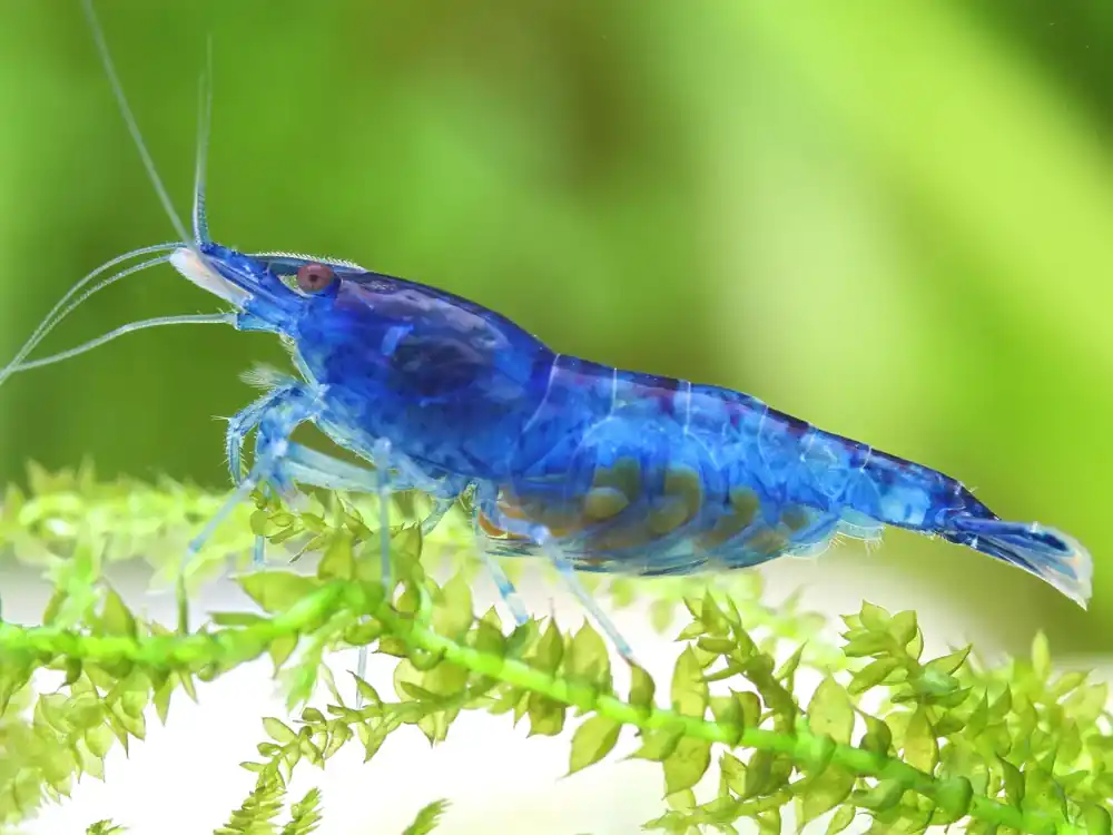 Přímo Od Výrobce Neocaridina Davidi var. Blue Dream