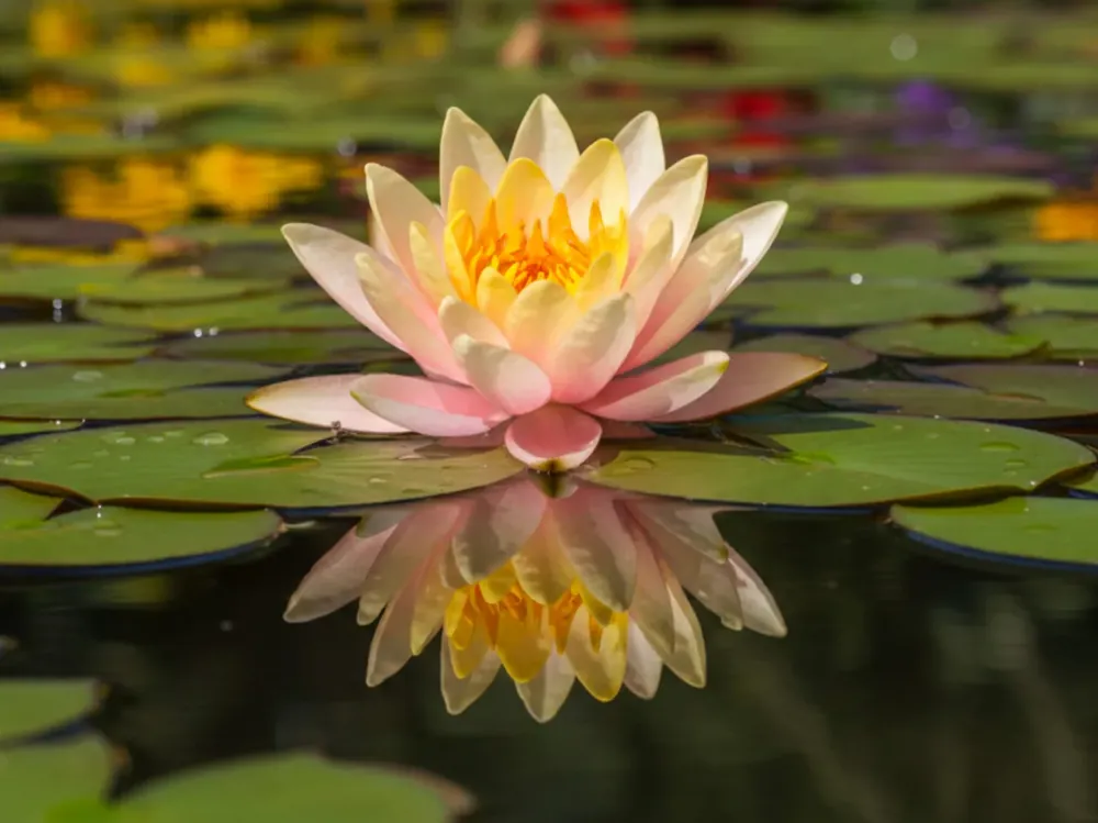 Nymphaea Sioux Ihned K Objednání