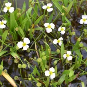 Značkový Baldellia ranunculoides