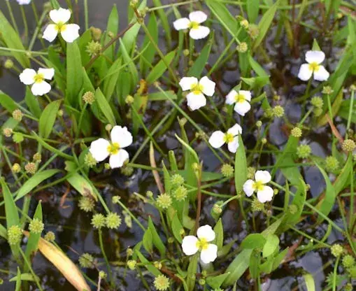 Značkový Baldellia ranunculoides