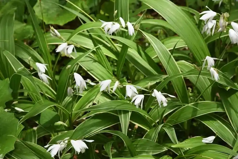 Bletilla striata Alba Omezená Nabídka