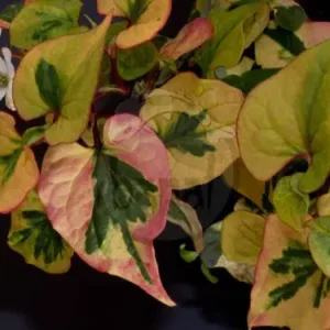 Značkový Houttuynia cordata Chameleon