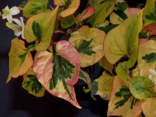 Značkový Houttuynia cordata Chameleon