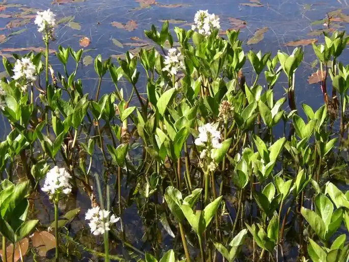 Menyanthes trifoliata Tovární Cena