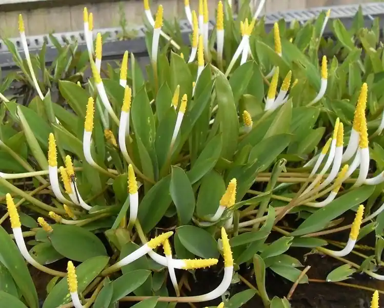 Orontium aquaticum Oblíbený
