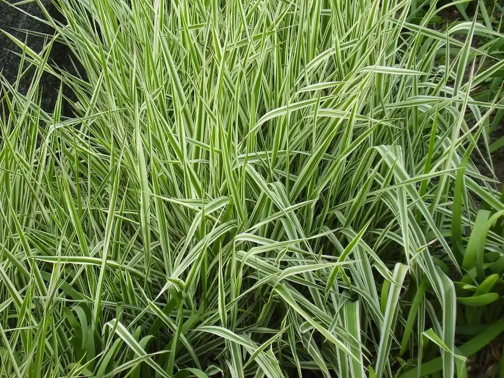 Vysoce Kvalitní Phalaris arundinacea