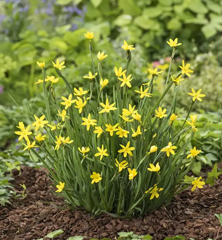 Sisyrinchium californicum Akční Nabídka