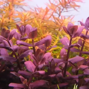 Sleva Bacopa sp. Purple