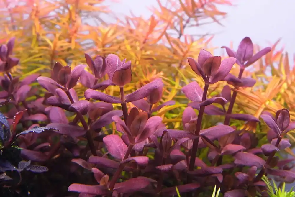 Sleva Bacopa sp. Purple