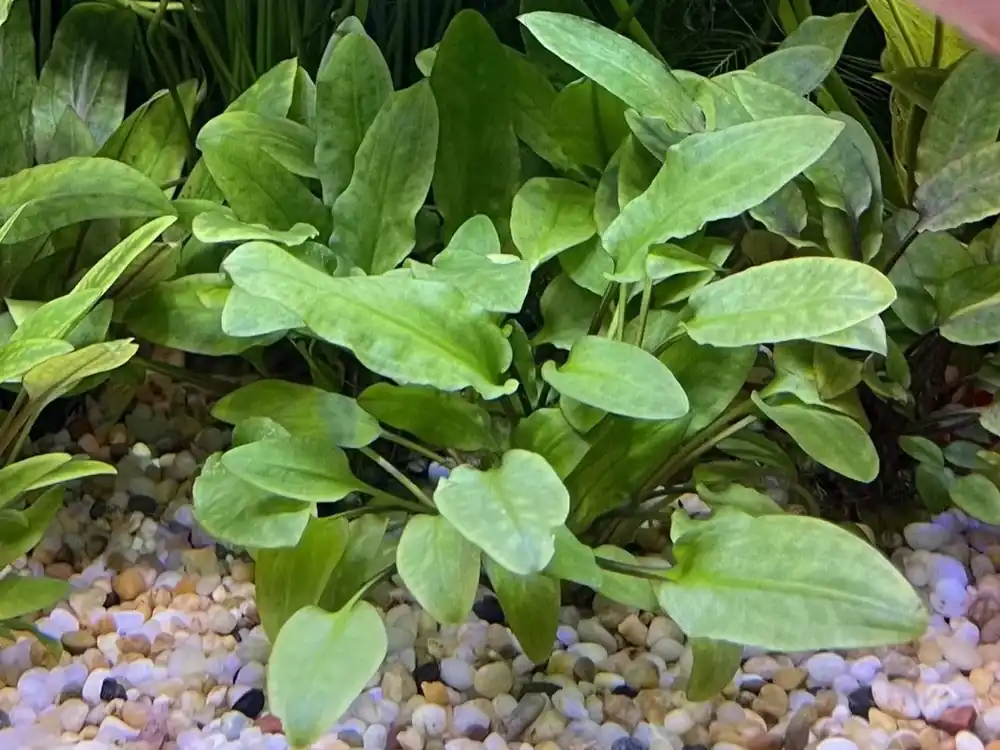 Omezená Nabídka Cryptocoryne wendtii Broad Leaf