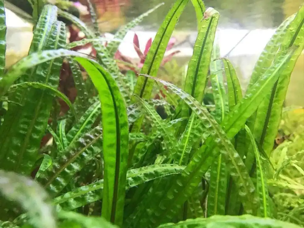 Vysoce Kvalitní Cryptocoryne crispatula