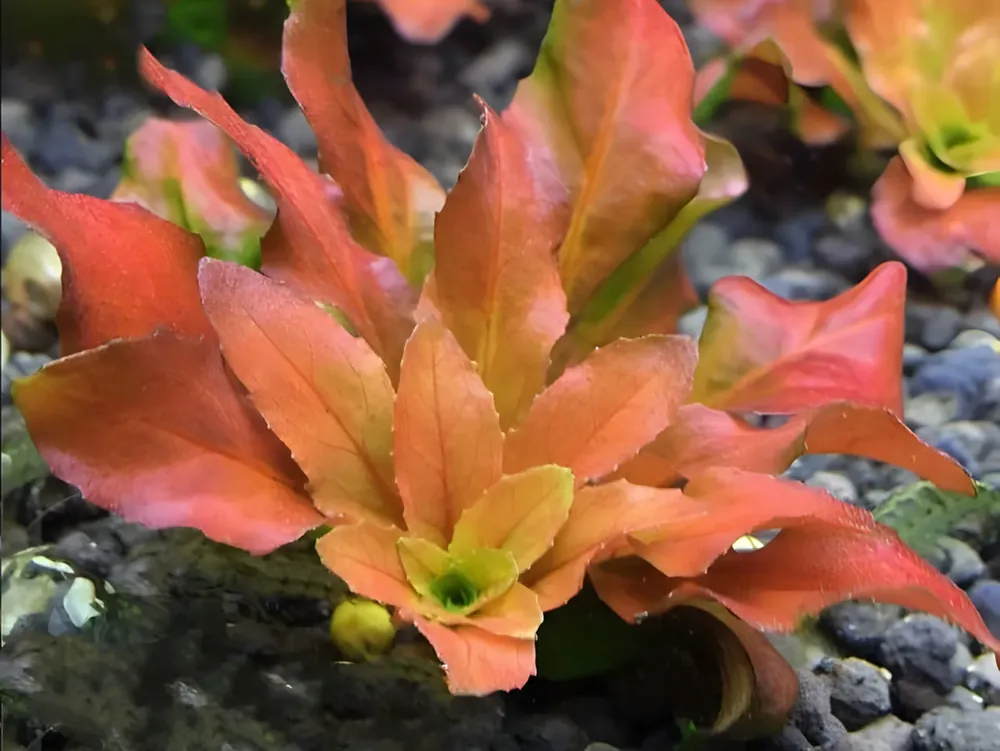 Ludwigia pilosa Dokud Zásoby Vydrží