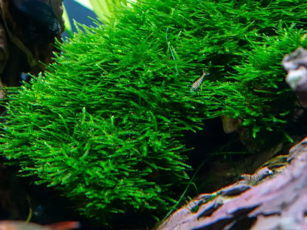 Taxiphyllum sp. Giant Akční Nabídka