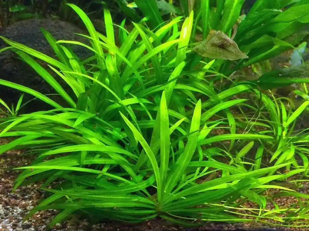 Speciální Cena Echinodorus Broad Leaf