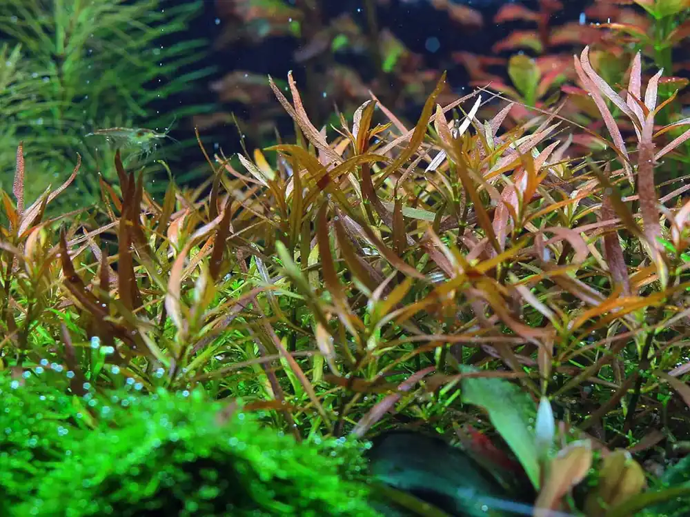 Ověřený Ludwigia brevipes