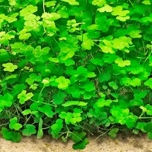 Akční Cena Hydrocotyle tripartita "Mini"