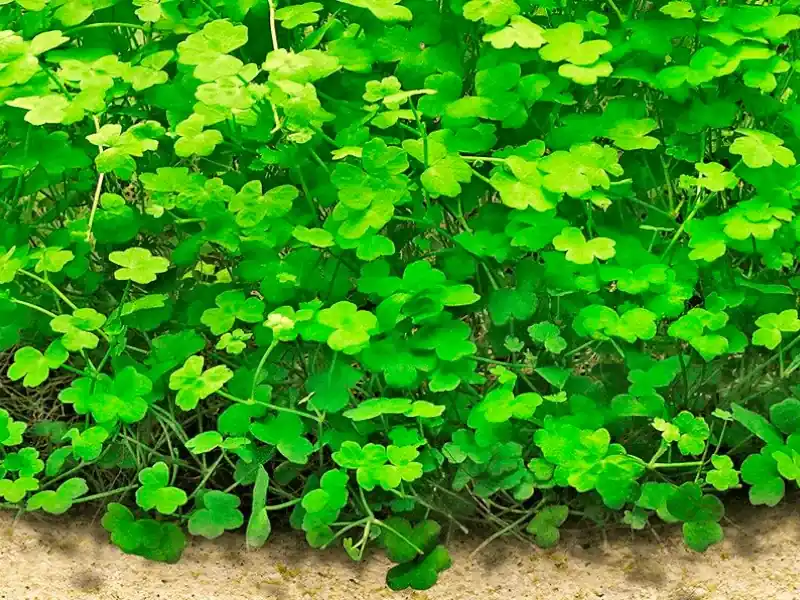 Akční Cena Hydrocotyle tripartita "Mini"
