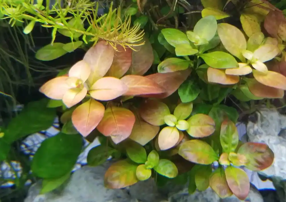 Ludwigia ovalis Výprodej