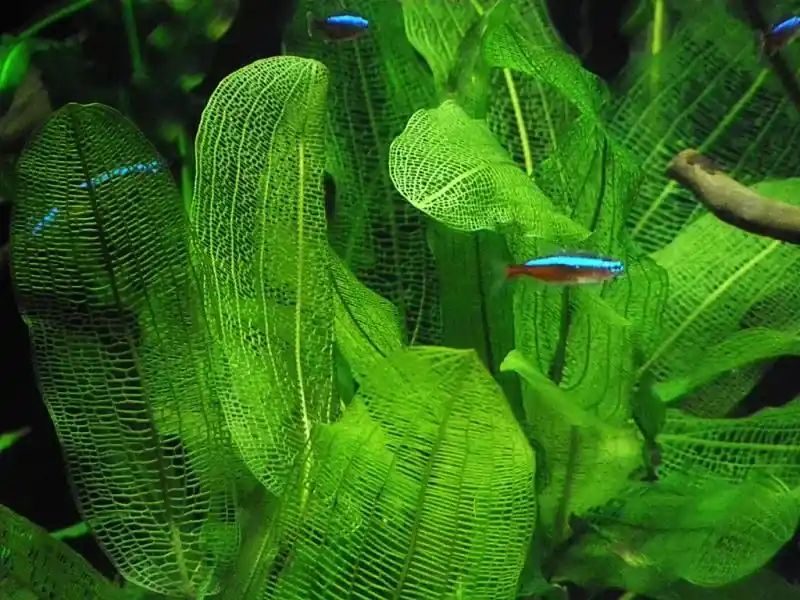 Aponogeton henkelianus Přímo Od Výrobce