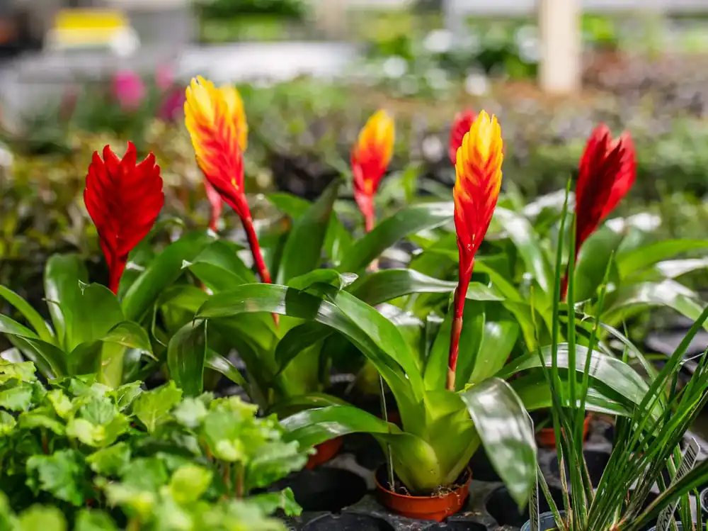 Vriesea bromelia Nízká Cena