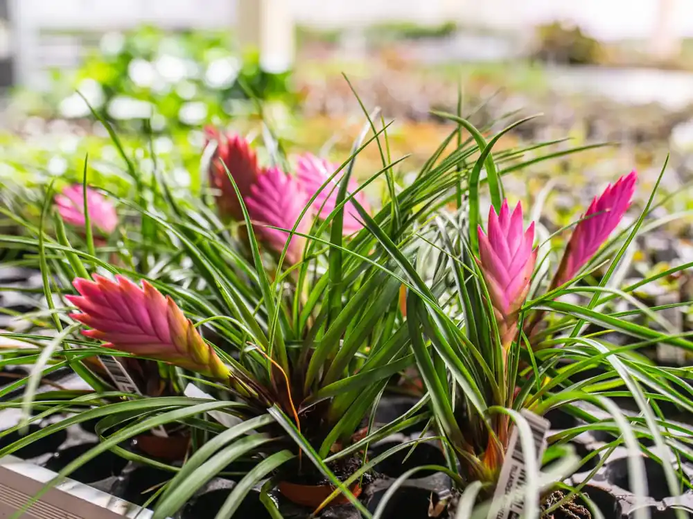 Cenový Hit Tillandisa bromelia