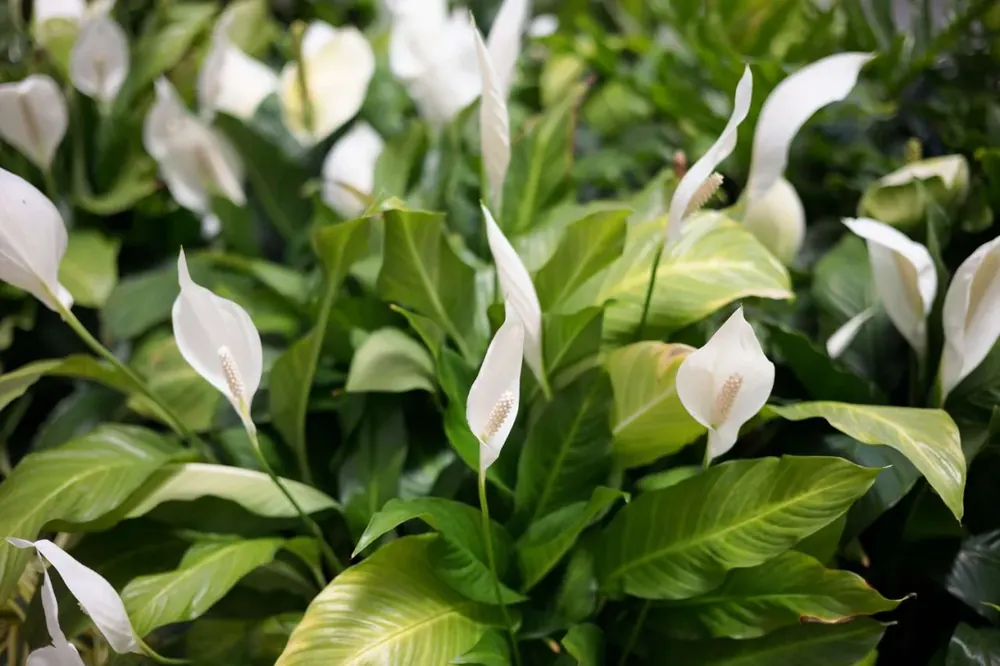 Cenově Výhodný Spathiphyllum