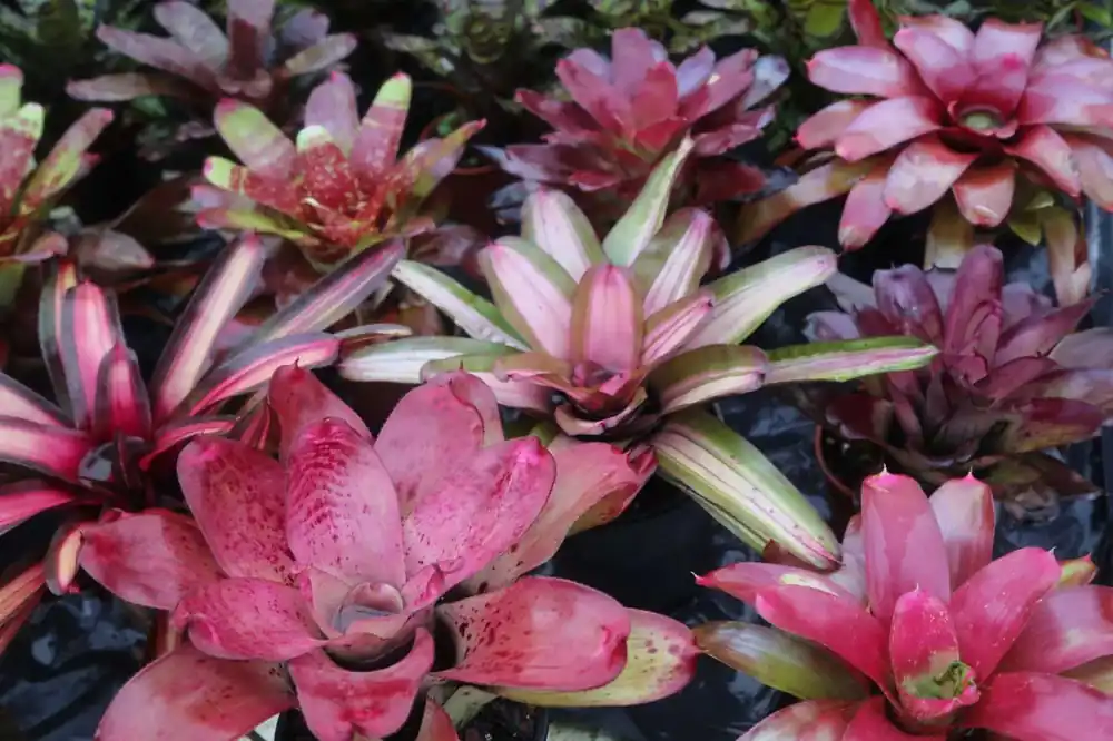 Neoregelia bromelia Akční Nabídka