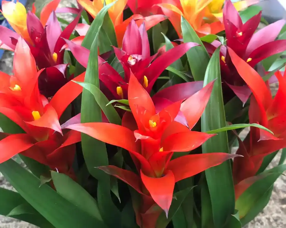 Odeslání Ihned Guzmania bromelia