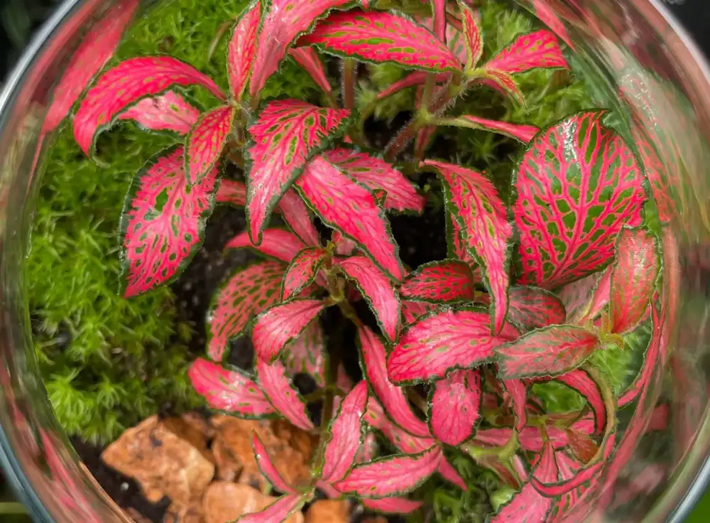 Víkendová Akce Fittonia ‘Forest Flame‘