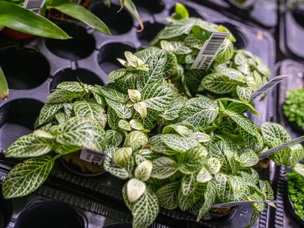 Fittonia ‘White‘ Akce