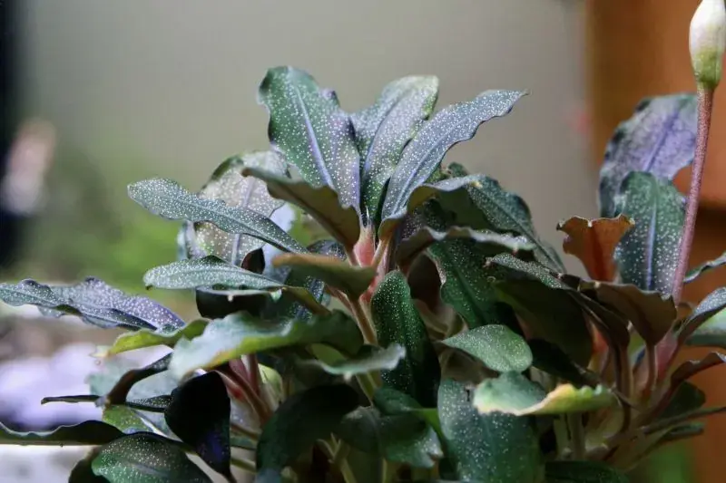 Bucephalandra Lamandau Akční Cena