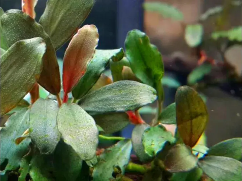 Cenově Výhodný Bucephalandra Maia