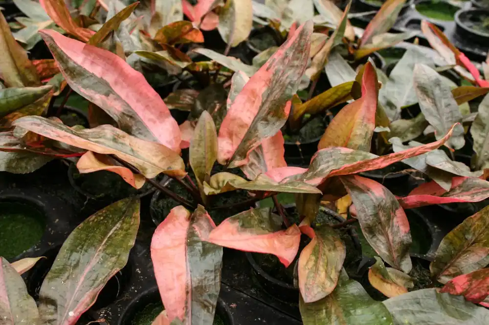 Cryptocoryne Florida Sunset Nejlepší Volba