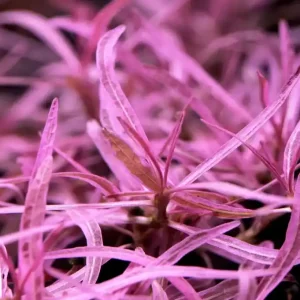 Top Prodej Hygrophila Chai