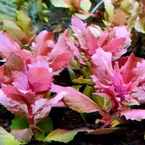 Hygrophila triflora Ihned K Objednání