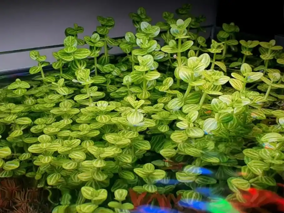 Lindernia Rotundifolia ‘Variegated‘ Koupit Online