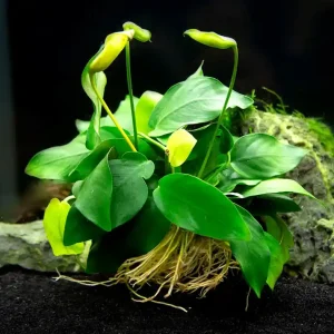 Anubias Nana Big Cenový Hit
