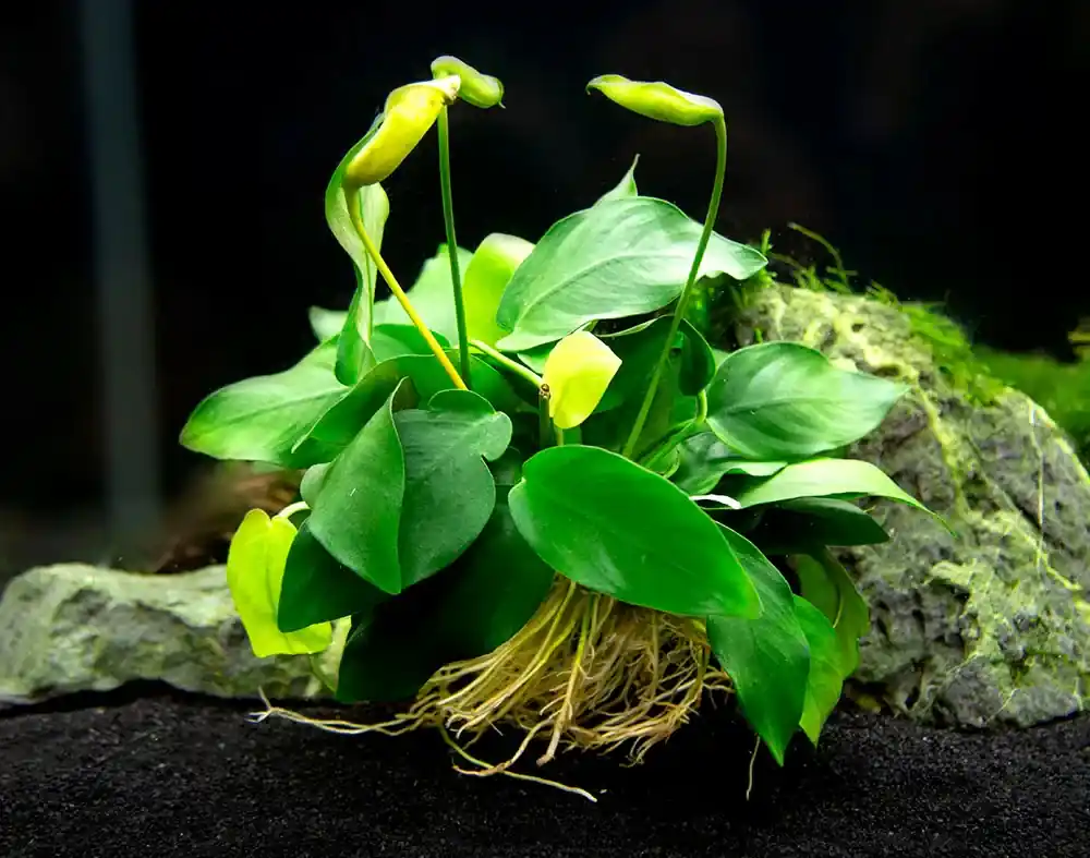 Anubias Nana Big Cenový Hit