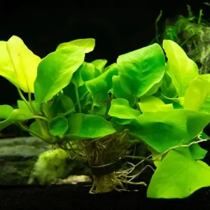 Anubias Nana ‘Yellow Heart‘ Novinka