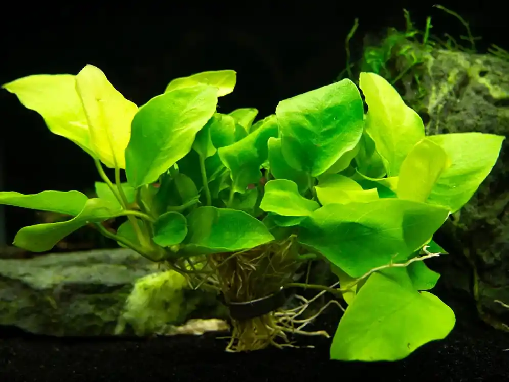 Anubias Nana ‘Yellow Heart‘ Novinka