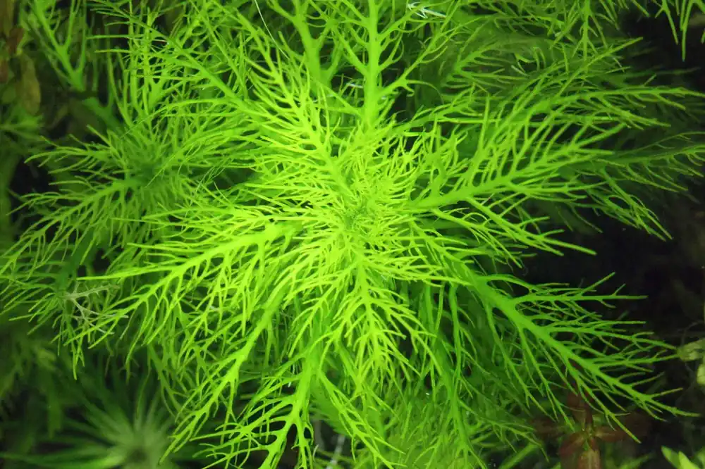 Hygrophila Balsamica Koupit Online