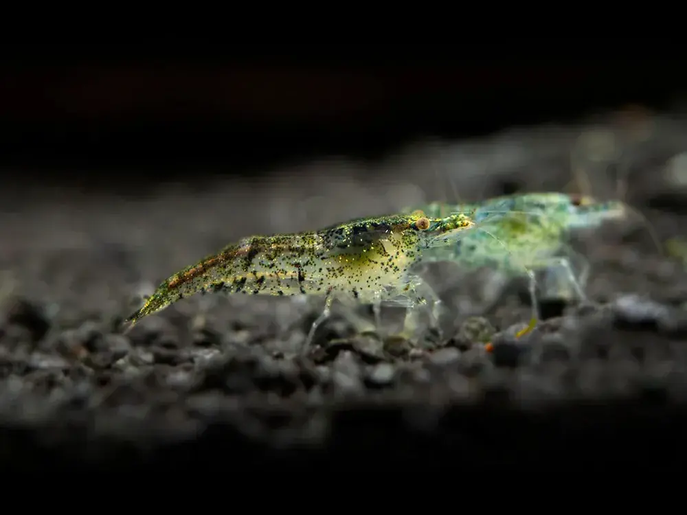 Cenová Bomba Neocaridina Davidi var. Mix