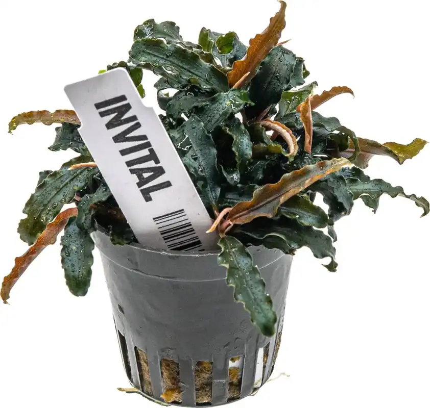 Nová Kolekce Bucephalandra Biblis Red (Košíček Ø 5,5 cm) - neúplný produkt