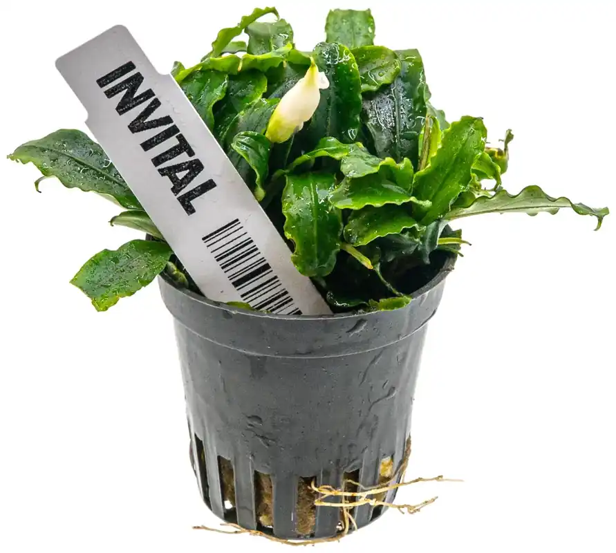 Bucephalandra Wavy Green (Košíček Ø 5,5 cm) - neúplný produkt Vrácení Zdarma