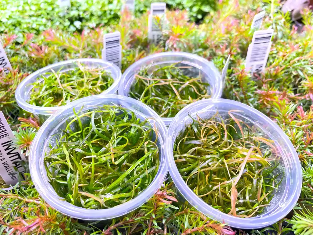 Sagittaria subulata ‘Needle leaf‘ Must-Have