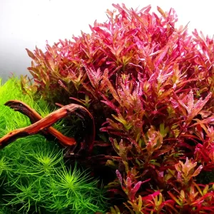 Rotala rotundifolia ‘Blood Red‘ Top Prodej